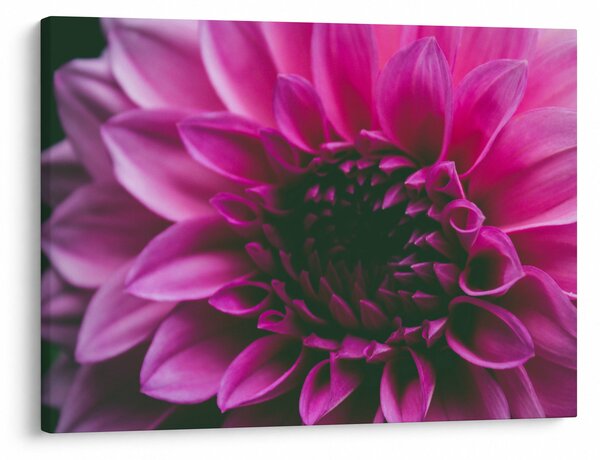 Tablou cu floarea roz (70x50 cm)