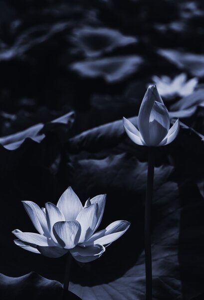 Fotografie de artă Midsummer lotus, Sunao Isotani, (26.7 x 40 cm)