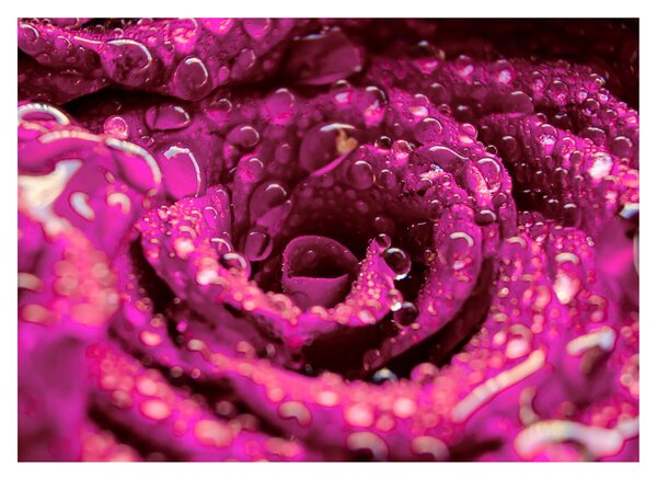 Tabloul cu floarea trandafirului roz (70x50 cm)