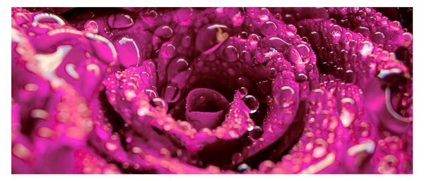 Tabloul cu floarea trandafirului roz (120x50 cm)