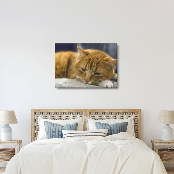Tablou cu pisica (70x50 cm)