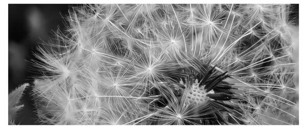 Tablou - mulțime de păpădii (120x50 cm)