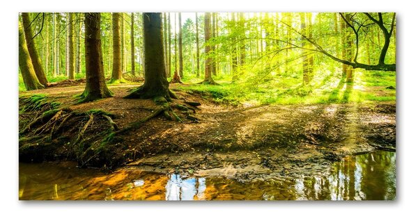 Tablou din Sticlă Soare pădure raze