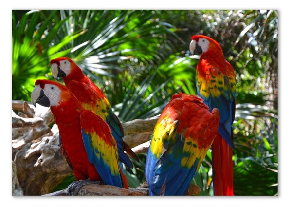 Tablou Printat Pe Sticlă papagali Macaws