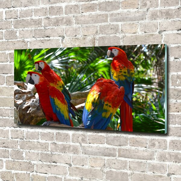 Tablou Printat Pe Sticlă papagali Macaws