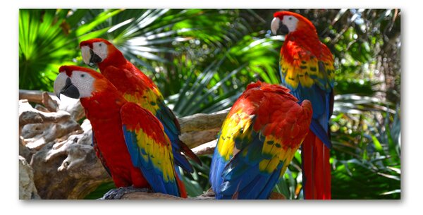 Tablou Printat Pe Sticlă papagali Macaws