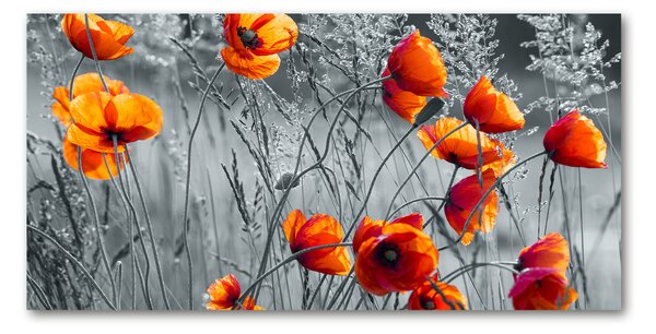 Tablou pe pe sticlă wildflowers maci