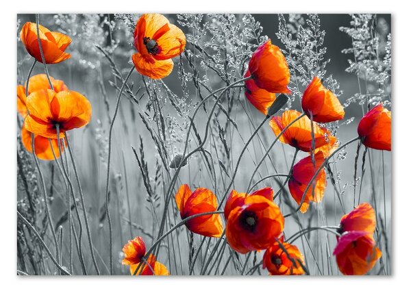 Tablou pe pe sticlă wildflowers maci