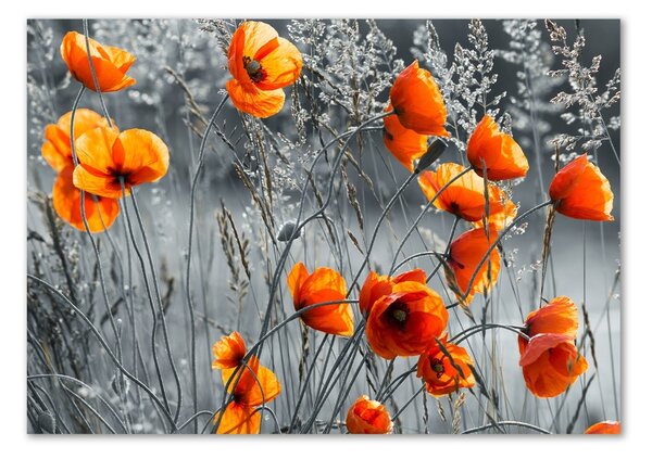 Tablou sticlă wildflowers maci