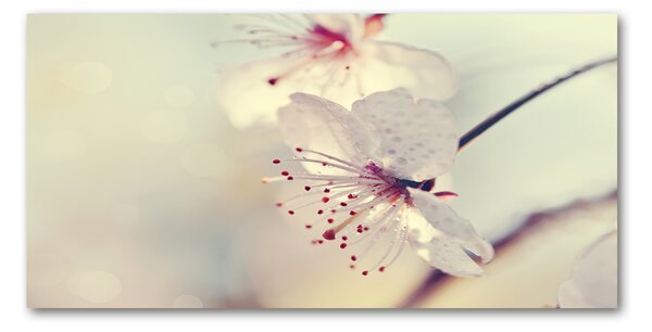 Imagine de sticlă floare de cires
