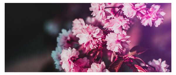 Tablou cu florile copacilor (120x50 cm)