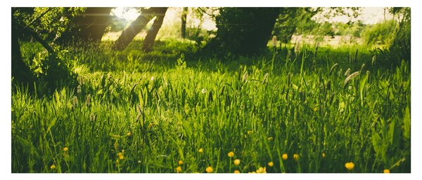 Tablou cu natura - lunca (120x50 cm)