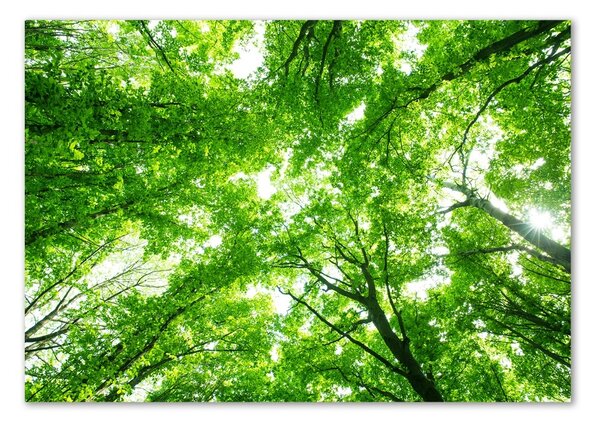 Tablou sticlă Pădure verde