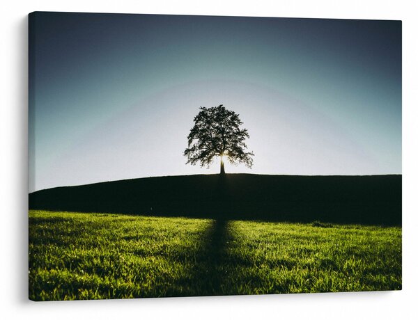Tablou cu natura - copac (70x50 cm)