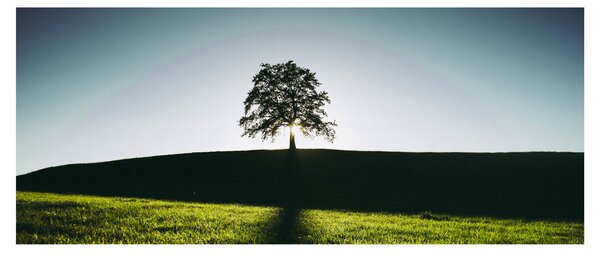 Tablou cu natura - copac (120x50 cm)