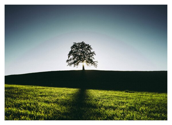 Tablou cu natura - copac (70x50 cm)