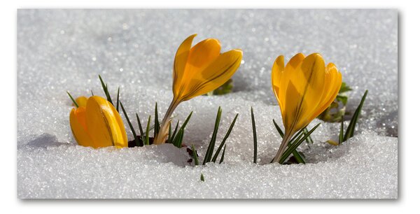 Imagine de sticlă Crocus în zăpadă