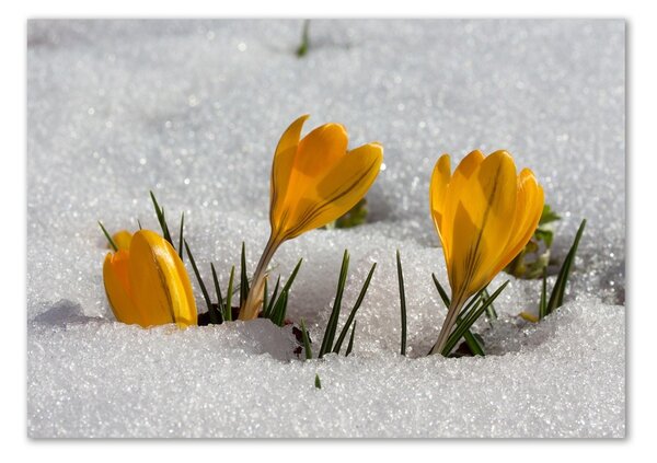 Imagine de sticlă Crocus în zăpadă