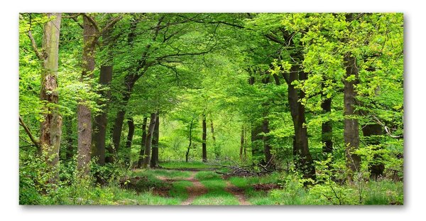 Tablou Printat Pe Sticlă pădure de primăvară