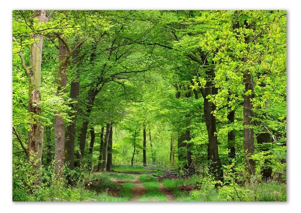 Tablou Printat Pe Sticlă pădure de primăvară