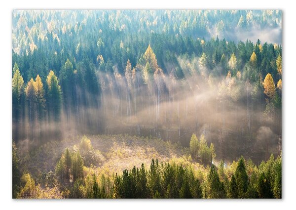 Tablou Printat Pe Sticlă Ceață în pădure