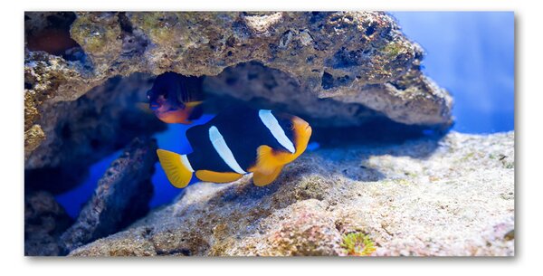 Fotografie imprimată pe sticlă Peste tropical