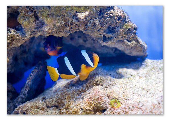 Fotografie imprimată pe sticlă Peste tropical