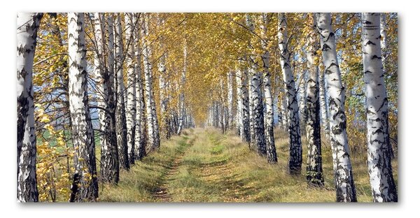 Tablou Printat Pe Sticlă mesteceni în toamna