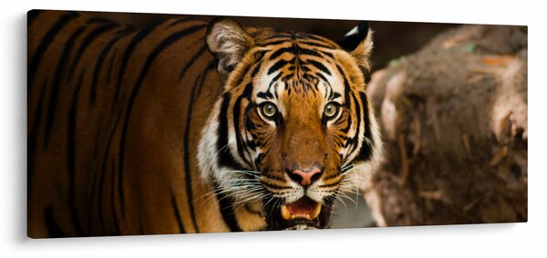 Tablou cu tigrul (120x50 cm)