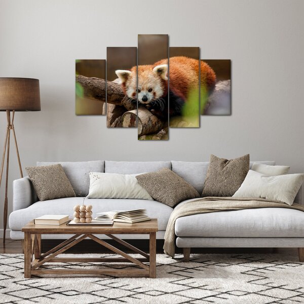 Tablou cu panda roșie (150x105 cm)