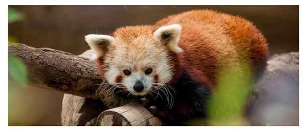 Tablou cu panda roșie (120x50 cm)