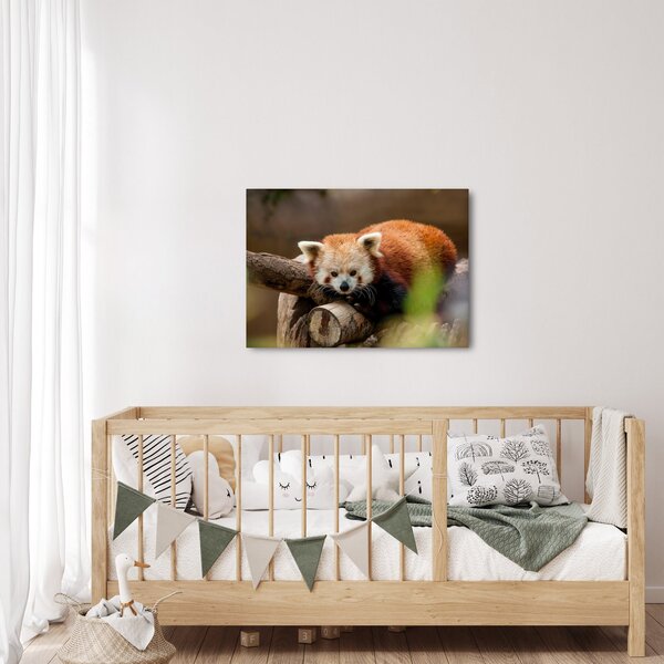 Tablou cu panda roșie (70x50 cm)