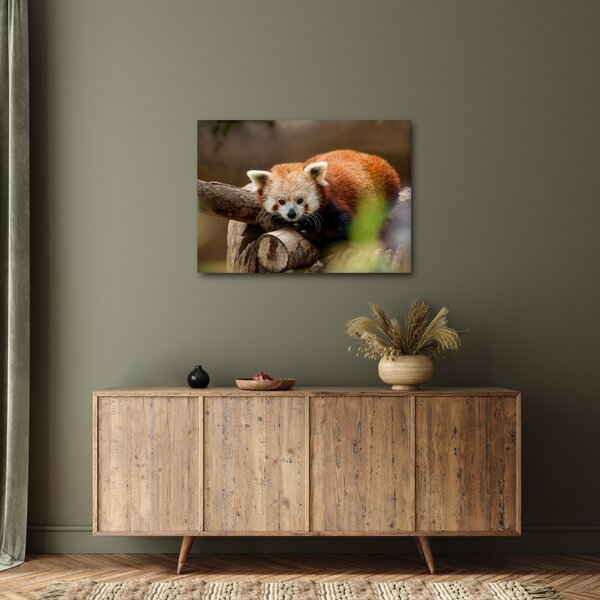Tablou cu panda roșie (70x50 cm)