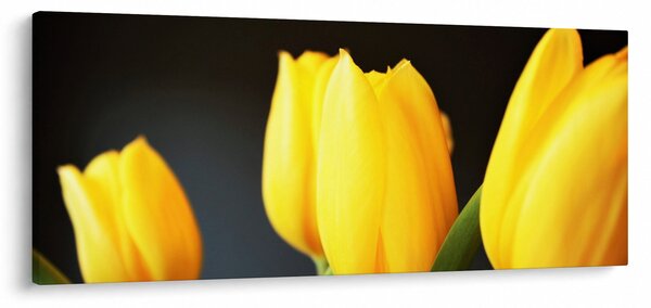 Tablou cu lalele (120x50 cm)