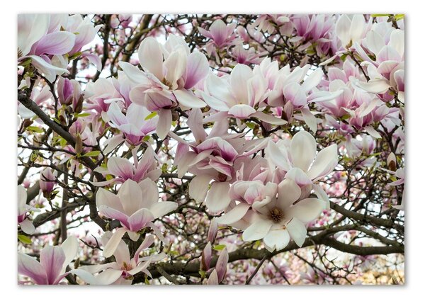Fotografie imprimată pe sticlă flori magnolia