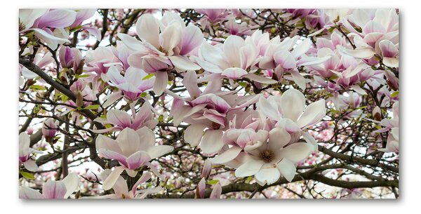 Fotografie imprimată pe sticlă flori magnolia