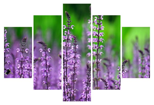 Tablou cu flori de luncă violete (150x105 cm)