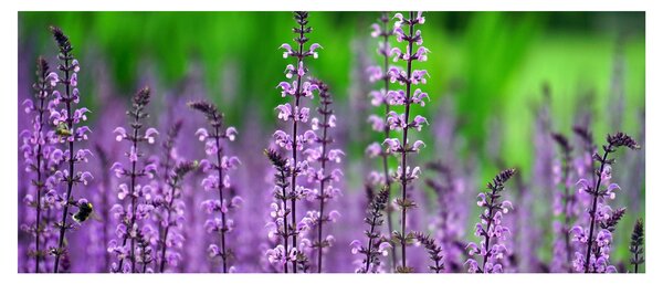 Tablou cu flori de luncă violete (120x50 cm)