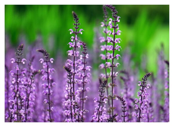 Tablou cu flori de luncă violete (70x50 cm)