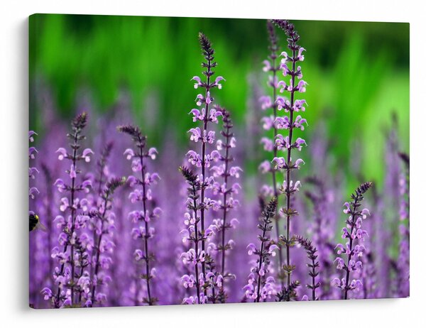Tablou cu flori de luncă violete (70x50 cm)
