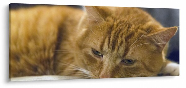Tablou cu pisica (120x50 cm)