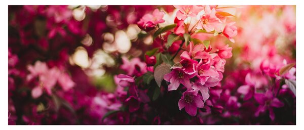 Tablou cu florile tufișului înflorit (120x50 cm)