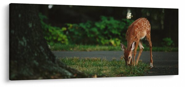 Tablou cu pui de cerb (120x50 cm)