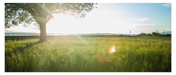 Tablou cu lunca în vară (120x50 cm)