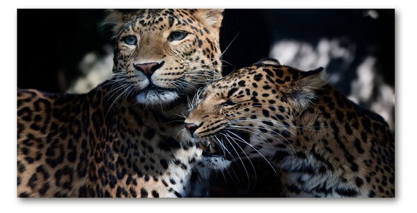 Tablou sticlă doi leoparzi