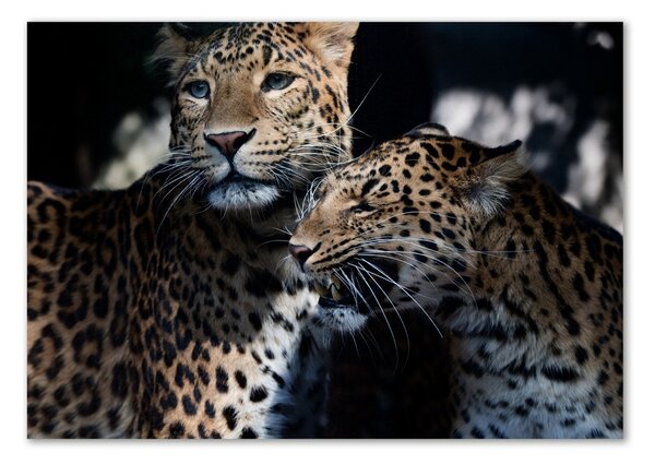 Tablou sticlă doi leoparzi