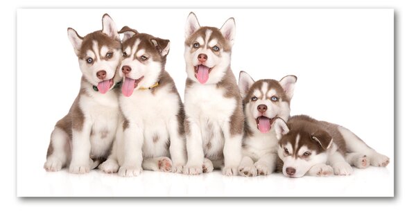 Tablou din Sticlă catelusi Husky