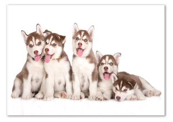 Tablou din Sticlă catelusi Husky