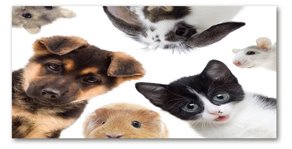 Tablou din Sticlă Animale de companie