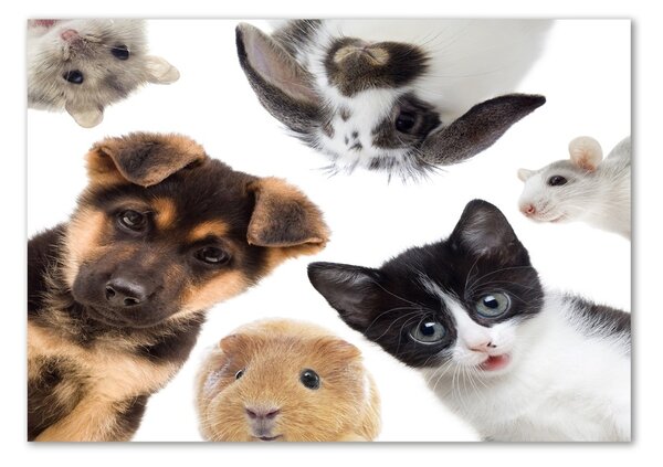 Tablou din Sticlă Animale de companie